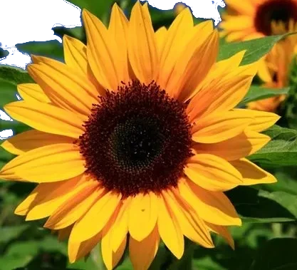 girasole